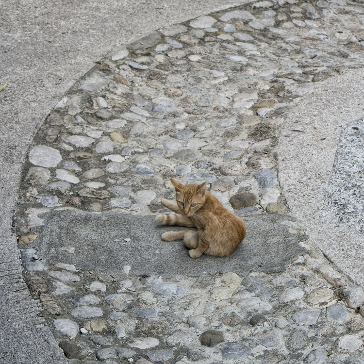 Provence 2014 +20140611_0578 als Smart-Objekt-1 Kopie.jpg - Eine junge Katze in den Altstadtgassen